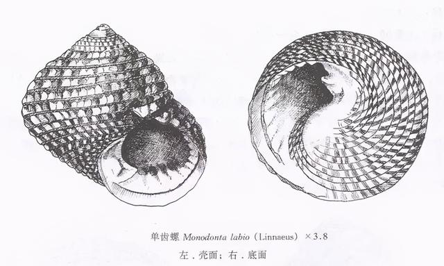 花螺有寄生虫吗，不能吃的10种螺