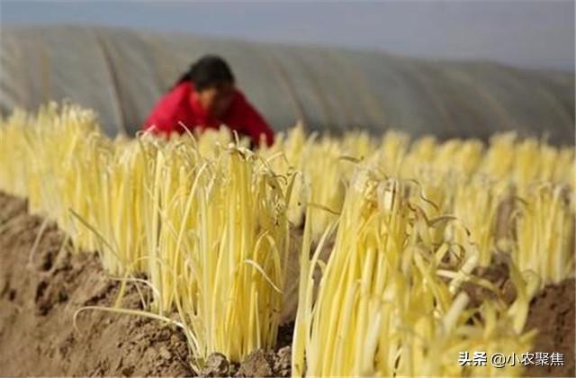 露地韭黄种植方法，浅议韭黄高产栽培技术