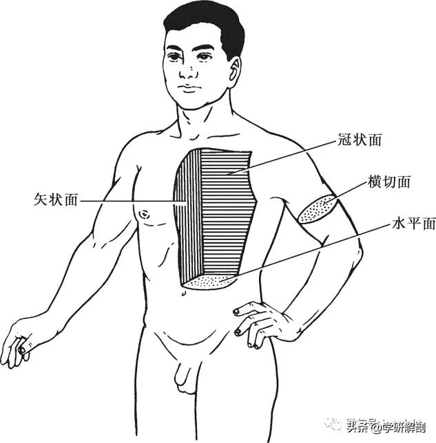人体解剖学基础，人体解剖学基础知识学什么（基础知识之人体解剖学基础）