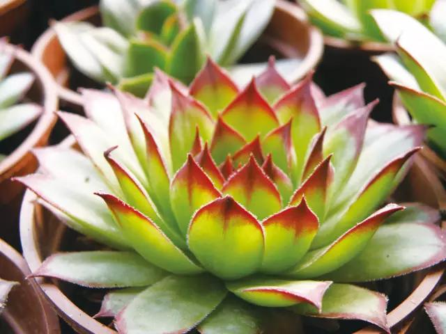 观音莲怎么繁殖，观音莲的繁殖养护（早春养观音莲）