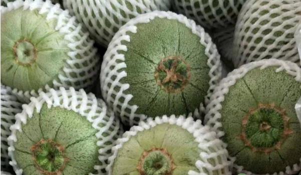 绿宝瓜的种植，绿宝甜瓜生长期种植技术