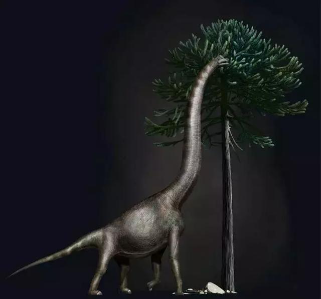 考古学家发现真实的恐龙，生活在距今7000至8000万年前
