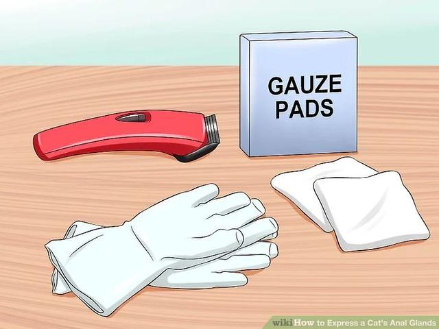 猫肛门腺怎么处理，猫咪究竟要不要挤肛门腺
