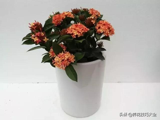 四季开花的花卉，十种四季开花的花卉有哪些（俏丽多姿的花卉）