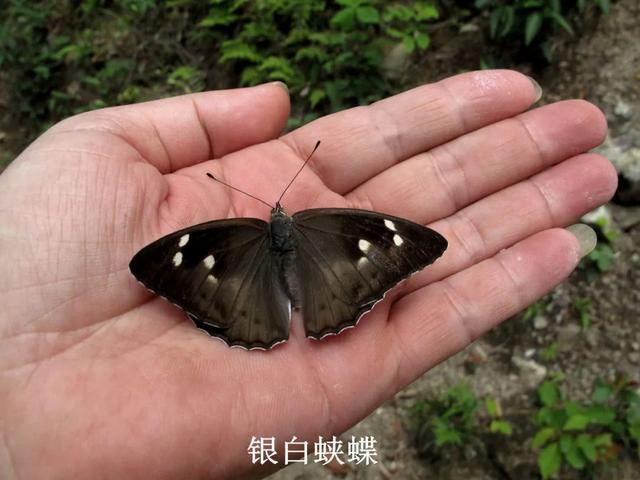 最常见的蝴蝶有哪几种，夏日赏蝶正当时