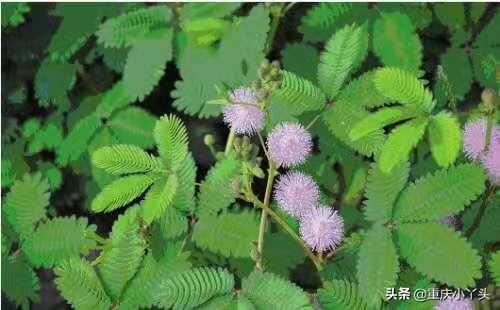 盆栽含羞草的养殖方法和注意事项，像小姑娘一样害羞的草本植物