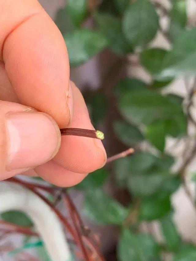 20种常见的扦插方法，扦插有啥难1根吸管