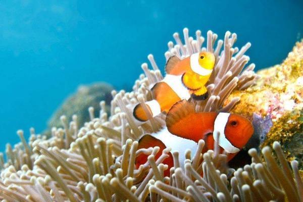 带你认识小丑鱼，小丑鱼是可爱的吗