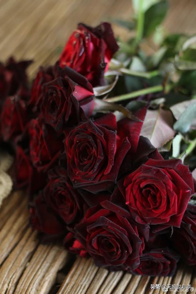 颜值高花期长的月季，七种优秀盆栽月季