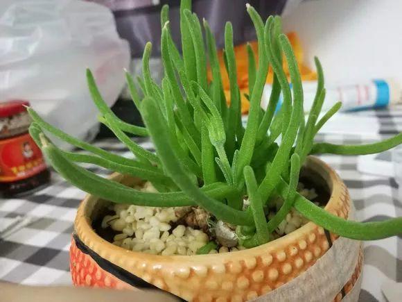 养着省心颜值高又爱长爆盆的多肉，这些多肉大普货