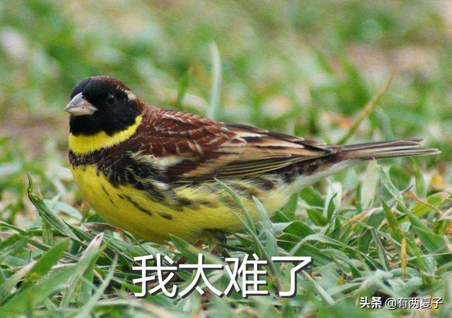 广东人俗称三宝汤是什么汤，“三宝响螺汤”