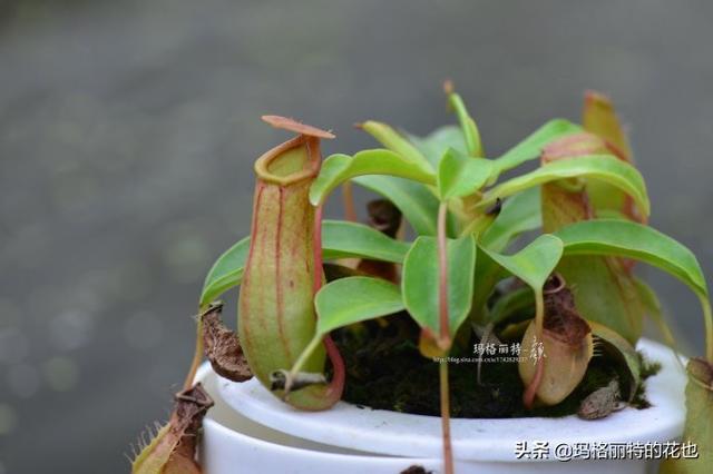 通向死亡的甜蜜诱惑，什么猪笼草是最好养（大量吸食它，可致人瘫痪、死亡）