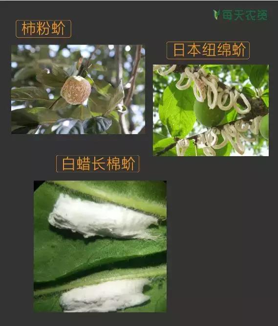 常见蚧类害虫汇总，蚧虫类虫害