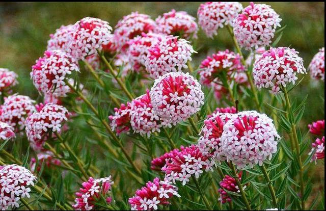 八种常见有毒花，这15种大毒花