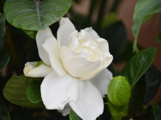 栀子花的养殖方法，栀子花的养殖方法要点（保准你的栀子花养开花）