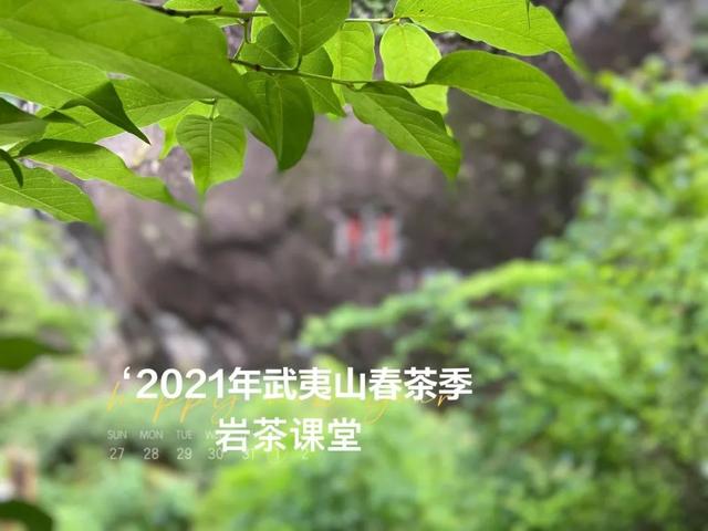 牛栏坑肉桂特点，岩茶天花板——R8牛栏坑肉桂