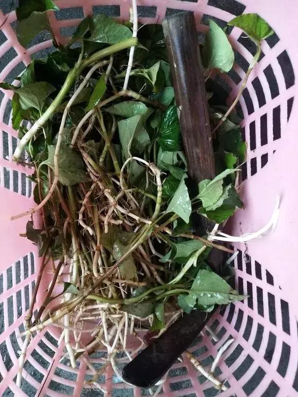 农村野草猫耳草，叶子形似狗耳朵