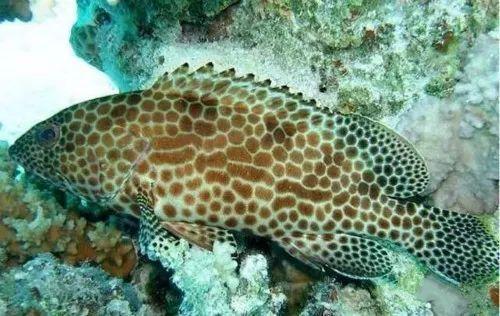 鱼中贵族石斑鱼，野生的顶级石斑鱼
