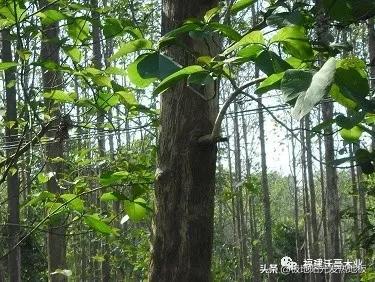 适合地热的实木地板板材，极地阳光带你探索深山选择发热地板的好木材