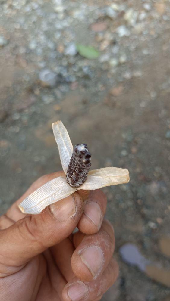 为什么很多人去印尼打工，记录印尼打工生活点滴