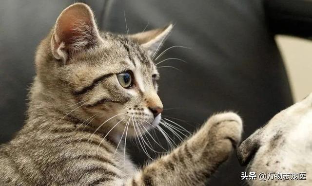 猫的品种有哪些，猫咪品种大全介绍各种品种的猫（那些常见的猫咪品种大盘点）