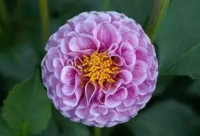 花语代表治愈的花，100种花的花语养养眼