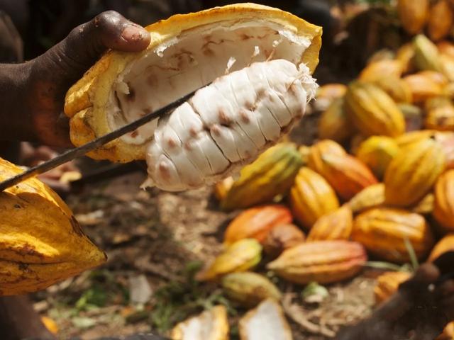 全球最精致的巧克力，世界上第4种巧克力