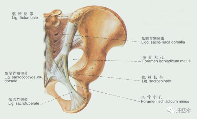 韧带结构图详解，90条韧带的精细解剖