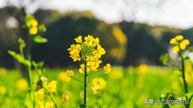 咸阳春天旅游景点大全，一天清明假期，去哪游玩