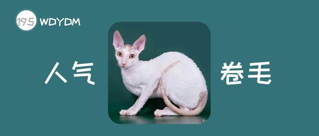 10种最聪明的卷毛猫，人气超高却买不起的猫