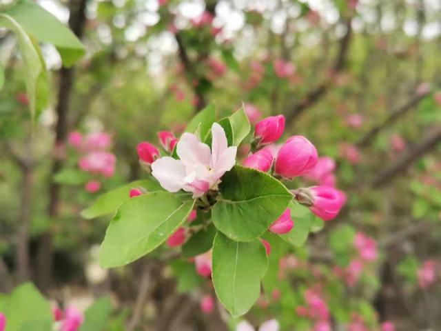 清明适合赏花的地方，纷纷春雨过后是最美人间四月天