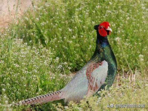 各个国家的国鸟都是什么，法国的国鸟是公鸡
