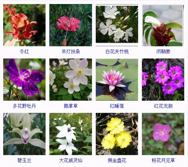 常见的观叶花卉有哪些，100种常见观叶植物