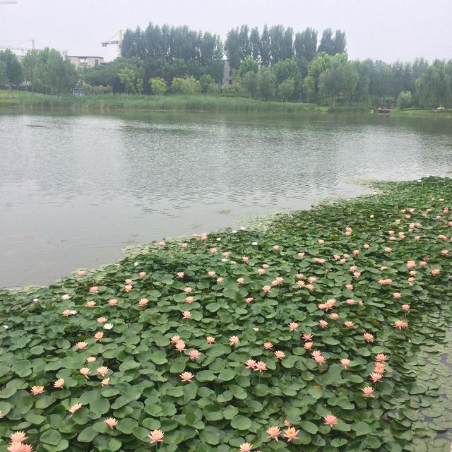 美丽的龙泽湖公园，龙溪湖湿地公园漂亮的地方