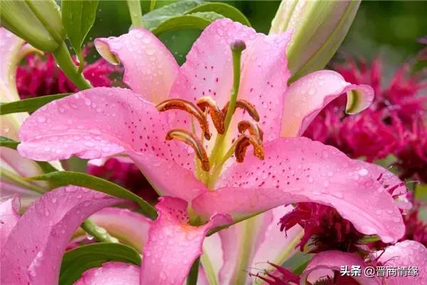 各种百合花的花语，不同数量的百合花的含义都不一样哦