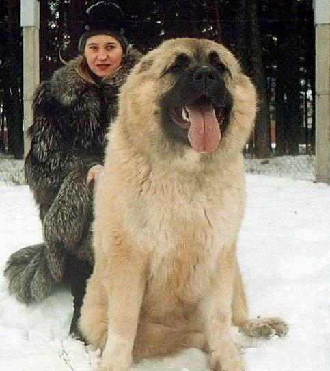 俄罗斯高加索犬，俄罗斯名犬高加索介绍