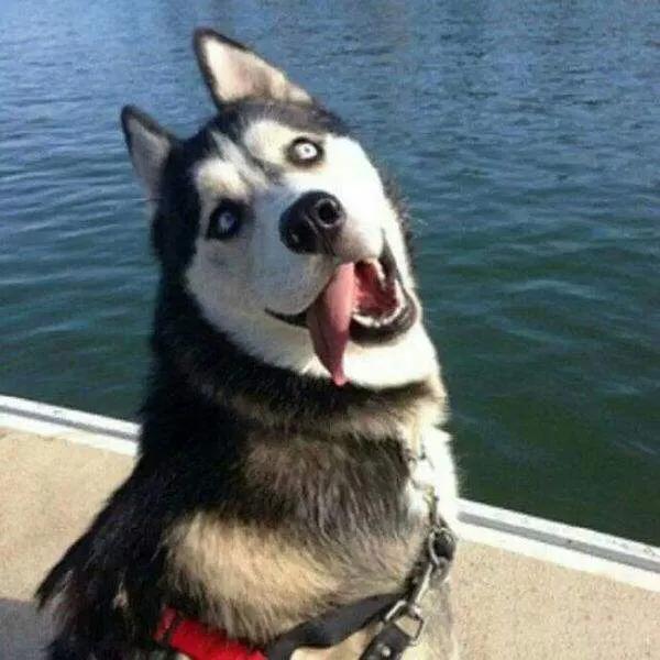 金毛寻回犬电影，不友善的六种小型犬（其他十部关于狗狗的电影）