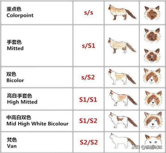 如何挑选布偶猫幼猫，简单几招学会挑选心仪的布偶猫