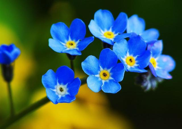 适合家庭室内养的蓝色的花，3种蓝色系花