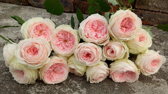 各种家庭阳台花养法，你的阳台还缺花花吗