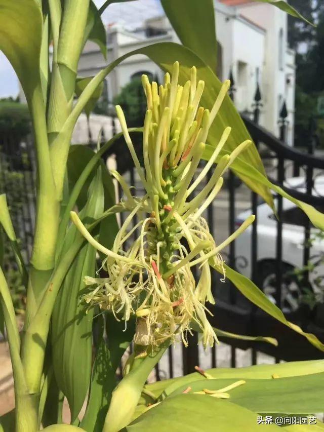 富贵竹开花图片，家里养了富贵竹开花了好吗