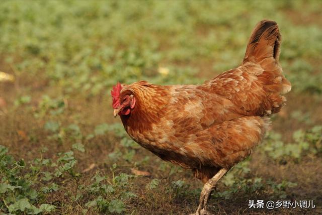 鸡最怕三种蔬菜有哪些，你知道哪三种蔬菜不能喂鸡吗