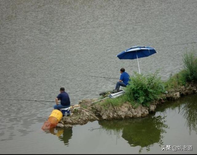 鱼类洄游原因，江西一水库上万条野生鲫鱼逆流而上