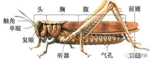 10000种昆虫名字，有的能卖1000多元一斤