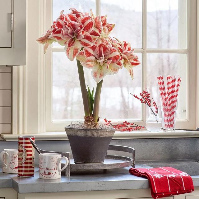 球根植物有几种，海妈园艺课堂干货向