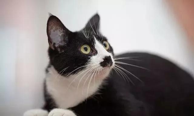 好看的猫咪品种，排行榜最好看的8种猫田园猫上榜了