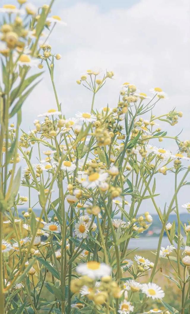 吕洁，华阴市华岳小学吕洁老师