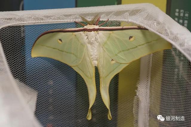 有哪些常见的飞蛾，自然记录蛾生一瞬