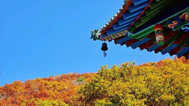 人间仙境满山红叶，原来是峨眉山的树叶红了……