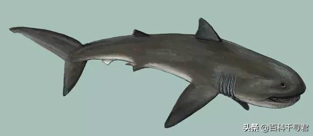 世上最大的淡水鲨，有史以来最大的十种鲨鱼